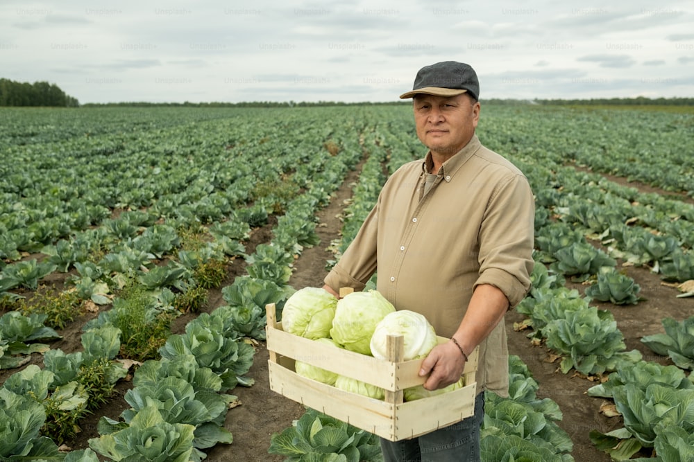 Portrait of confident aged Asian farm worker in cap holding full box of fresh cabbages in field