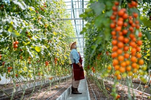 Handsome well-dressed senior man growing cherry tomatoes in a well-equipped hothouse on a small agricultural farm. Concept of a small agribusiness and work at retirement age