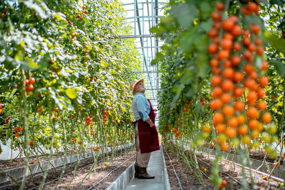 Handsome well-dressed senior man growing cherry tomatoes in a well-equipped hothouse on a small agricultural farm. Concept of a small agribusiness and work at retirement age