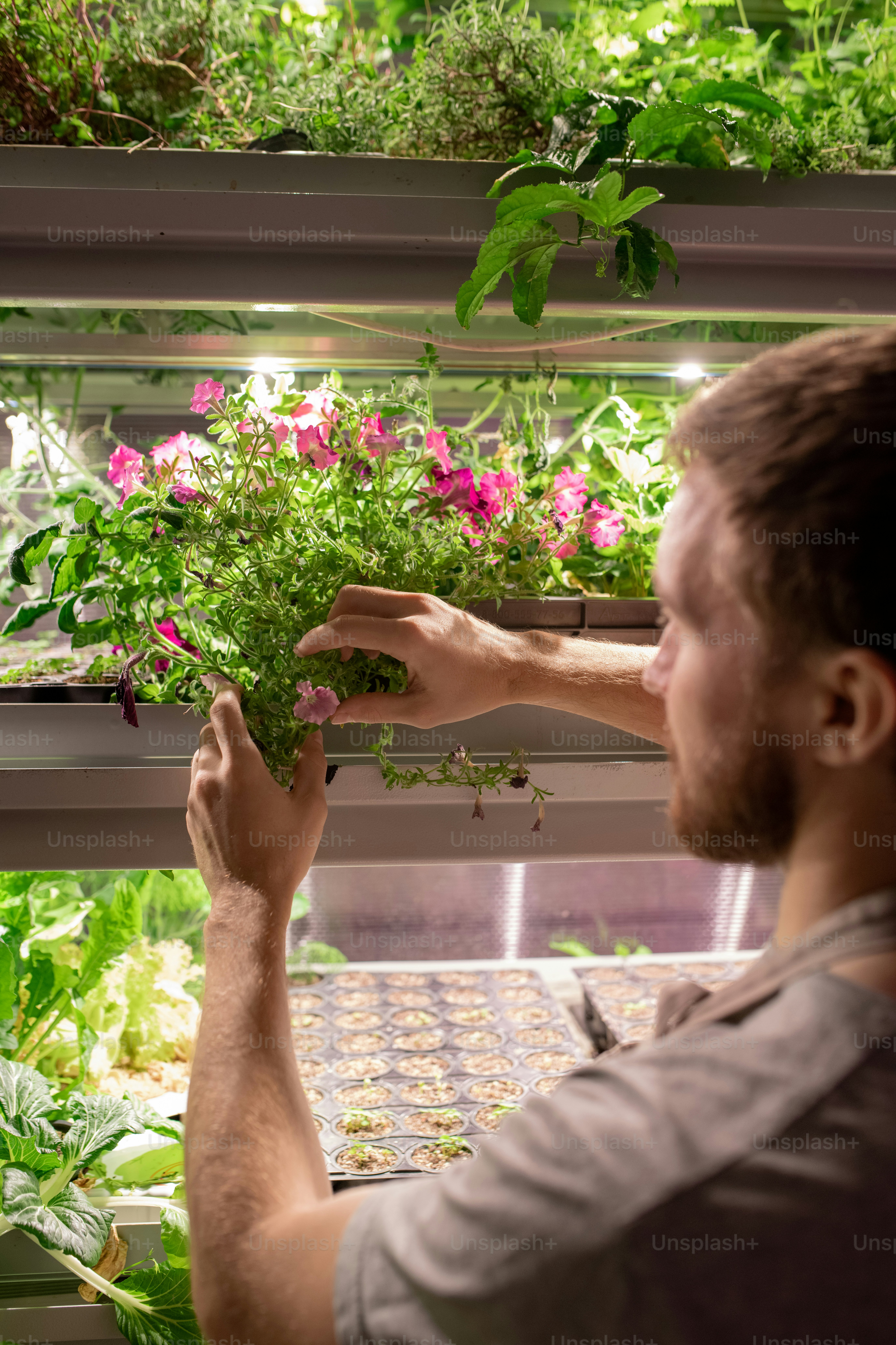 Over shoulder view of bearded man standing at shelf of cultivated plants and monitoring it for health and diseases