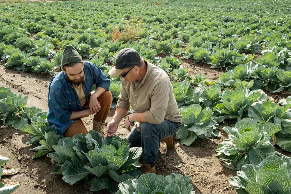 Asian agriculture manager in cap sitting at vegetable row and examining leaves of cabbage with assistant