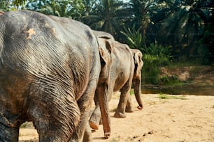 태국의 동물 보호 구역에서 숲속의 강으로 함께 걸어가는 두 마리의 큰 아시아 코끼리