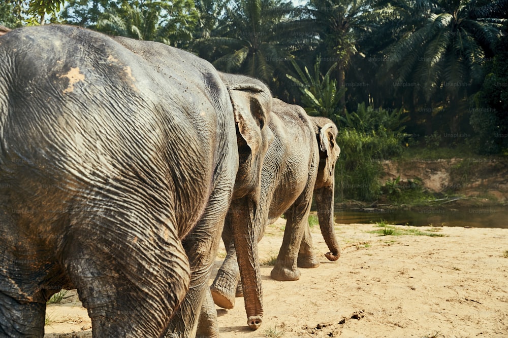 Dois grandes elefantes asiáticos caminhando juntos para um rio na floresta em um santuário de animais na Tailândia