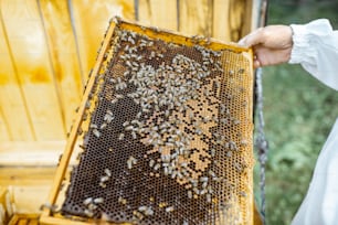 Apicultor obteniendo panales con abejas de la colmena de madera, vista de cerca