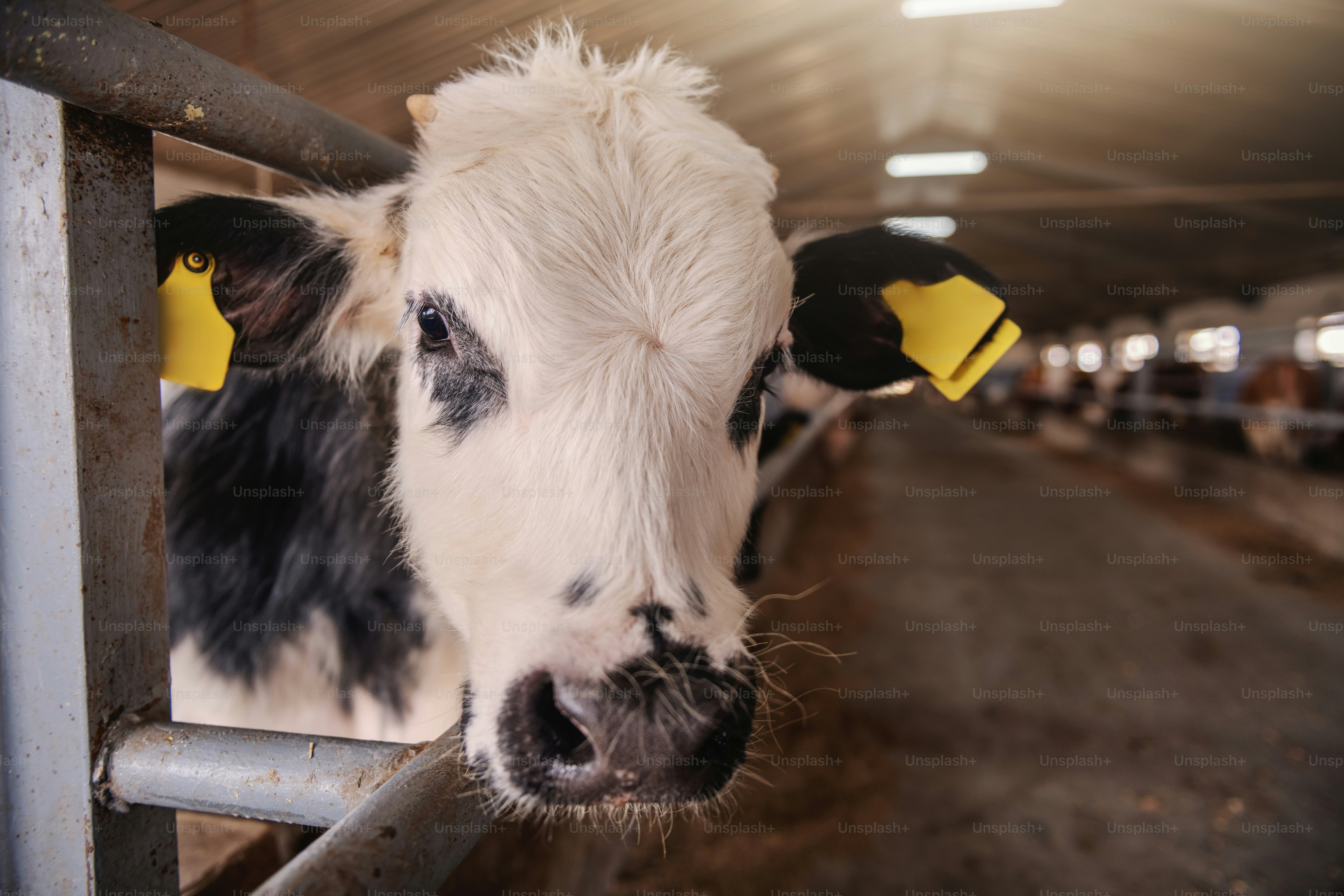 Close up of cute curious calf with tags on ears looking at camera. Byre ...