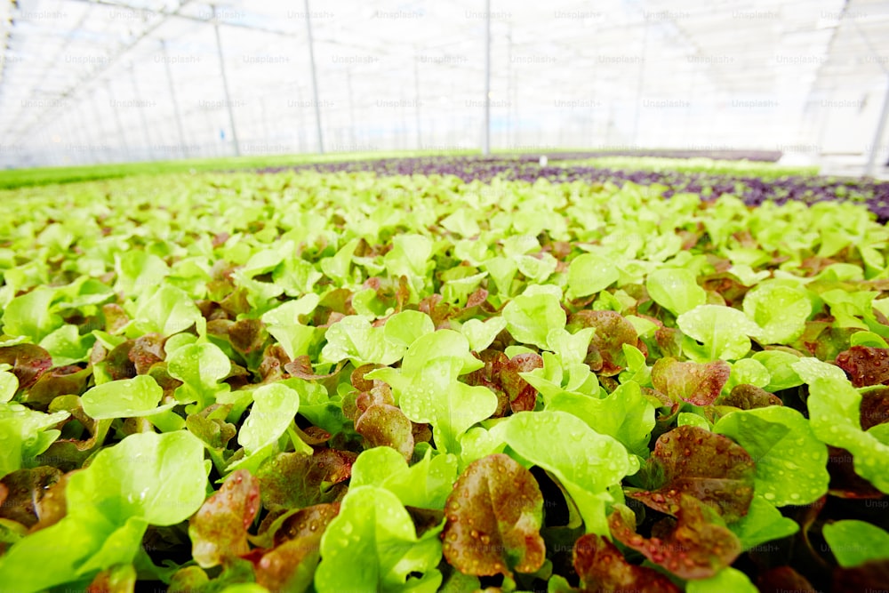 Fresh lettuce leaves with waterdrops growing on plantation in greenhouse