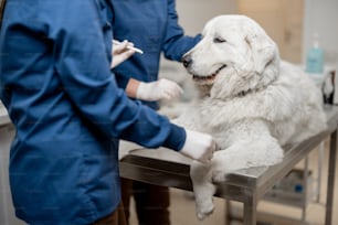 Des vétérinaires inspectent les yeux d’un chien sur la table dans une clinique vétérinaire. Soins et traitement des animaux de compagnie. Consultez un médecin pour un contrôle.
