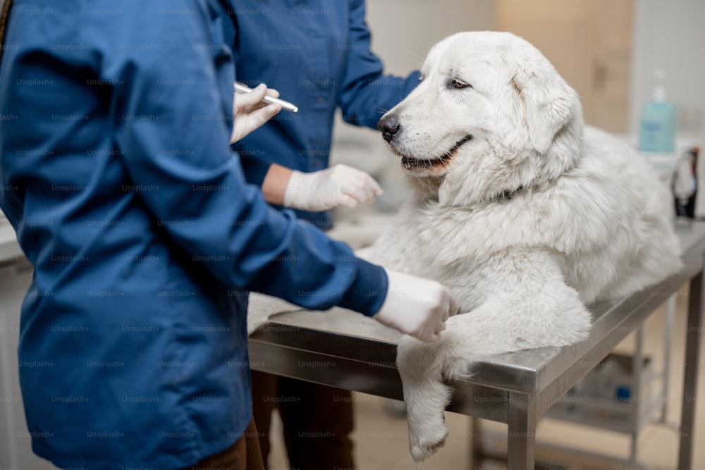Veterinarians inspecting the eyes of a dog on the table in vet clinic. Pet care and treatment. Visit a doctor fro check up.