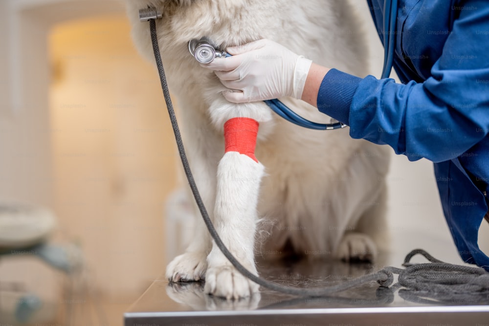 獣医は、診察台にペットが座っている間、獣医クリニックで聴診器で包帯を巻いた足を持つ病気の大きな白い犬を診察します。ペットのケアと健康。布を上にします。