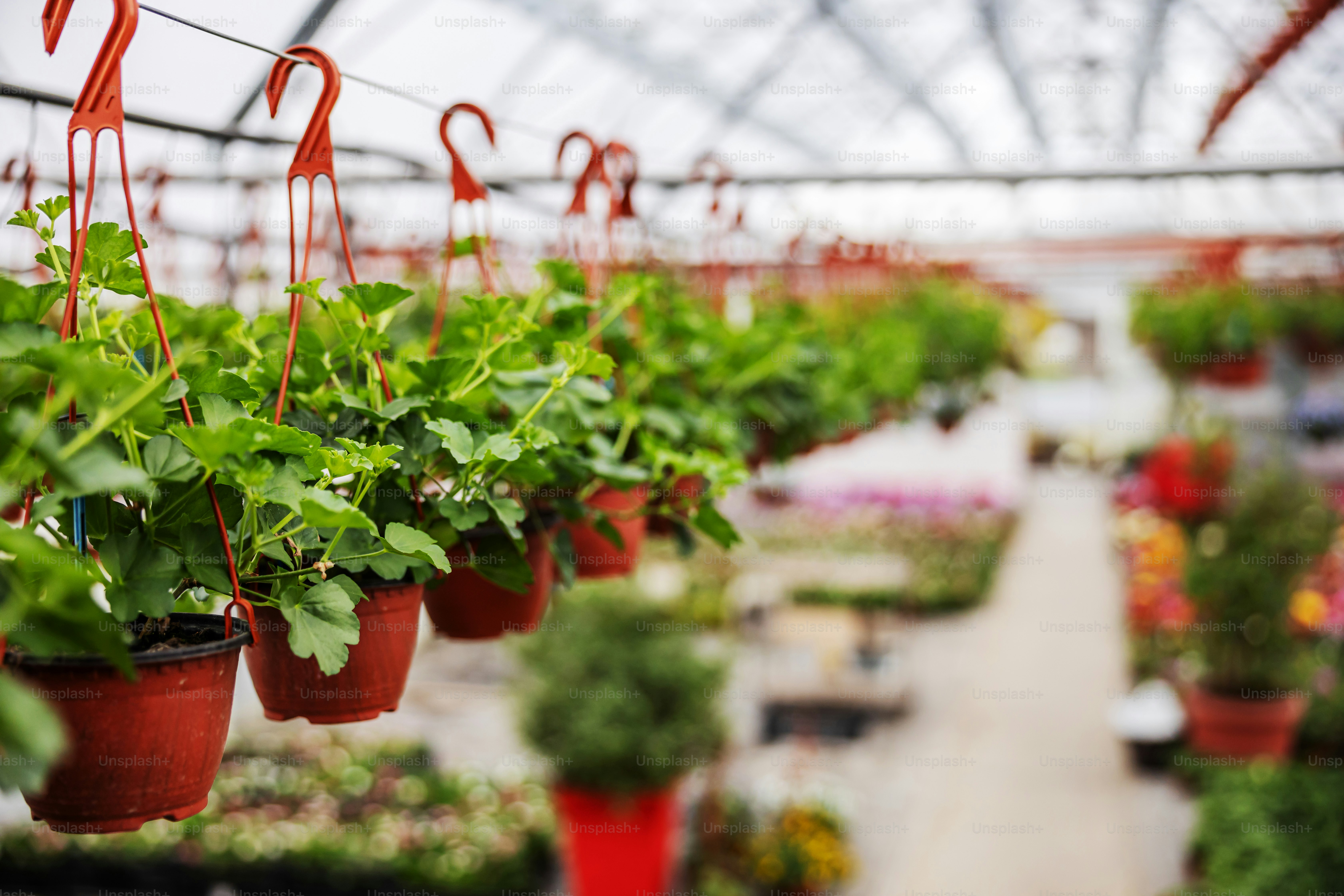 Closeup of pots with saplings hanged on wire. Greenhouse interior ...