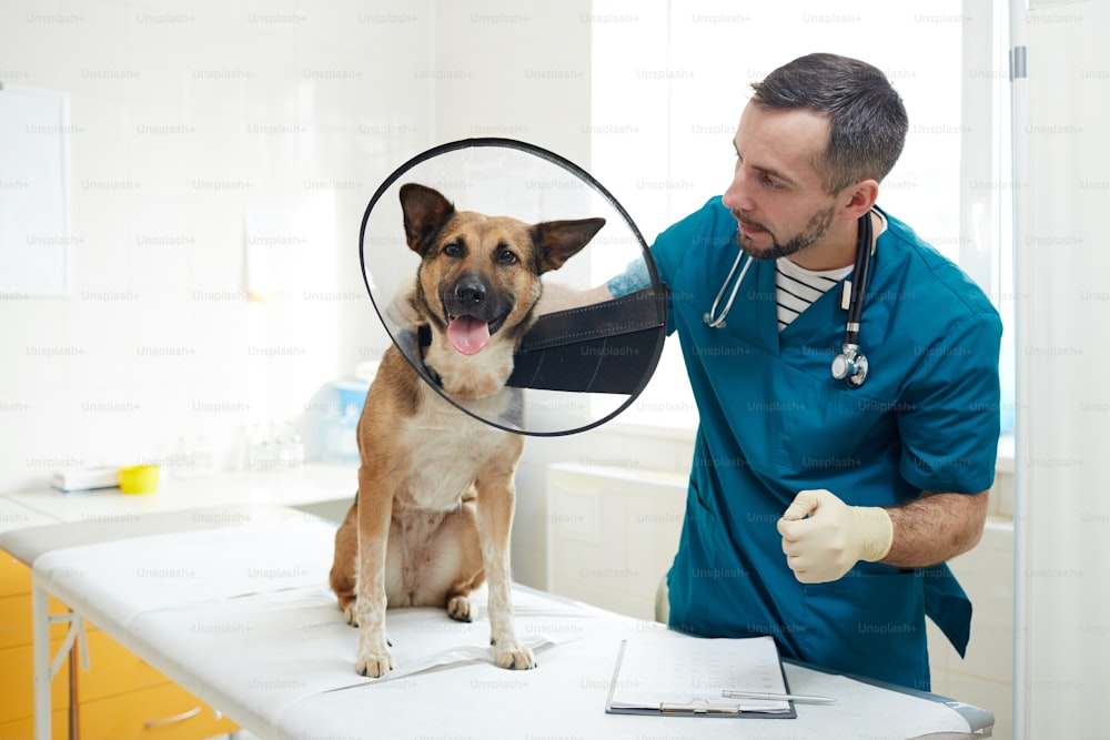 Vétérinaire en uniforme regardant son patient malade avec un entonnoir sur le cou avant l’examen