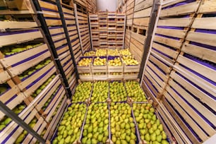 出荷の準備ができている木箱に入った梨。冷蔵倉庫の内部。