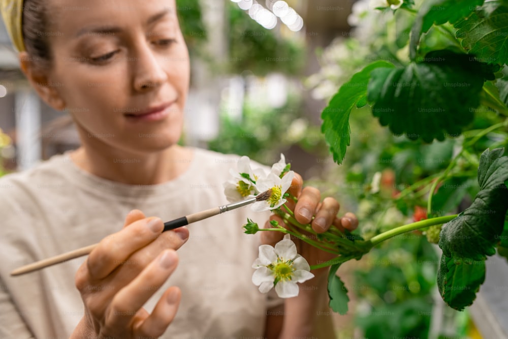 Young female vertical farm worker using brush while holding strawberry blossom during artificial pollination of neighbouring seedlings