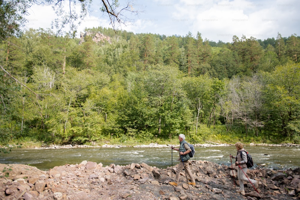Contemporary backpackers with trekking sticks moving down river bank while hiking on summer day