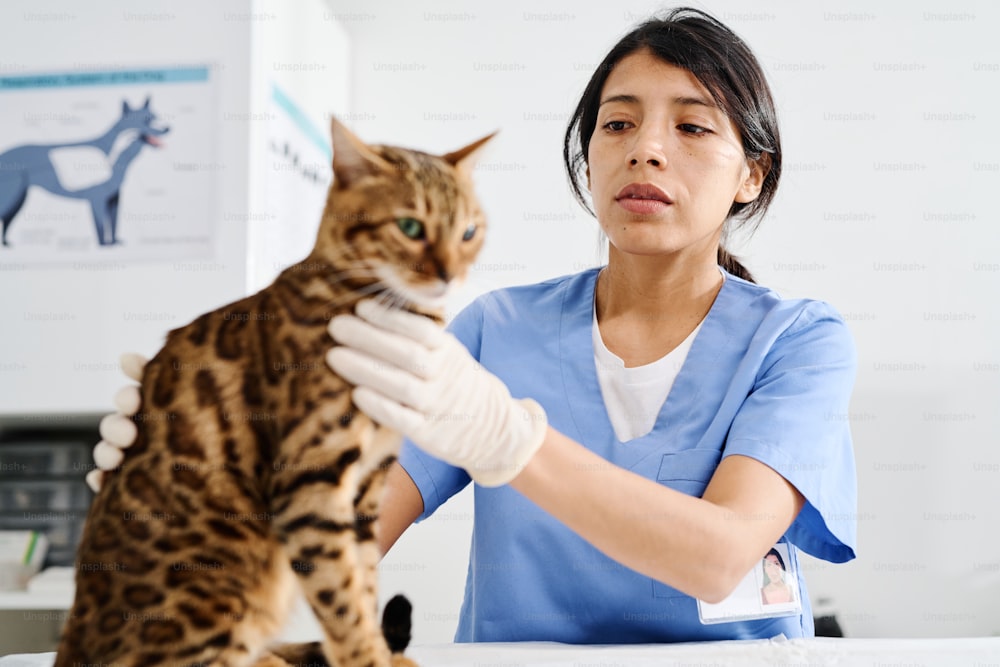 Enfoque selectivo en la toma de fondo de la mujer hispana moderna que trabaja en una clínica veterinaria palpando al gato de bengala