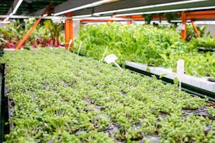 Piccoli vasi con piantine verdi di nuovi tipi di piante orticole che crescono all'interno di una grande serra