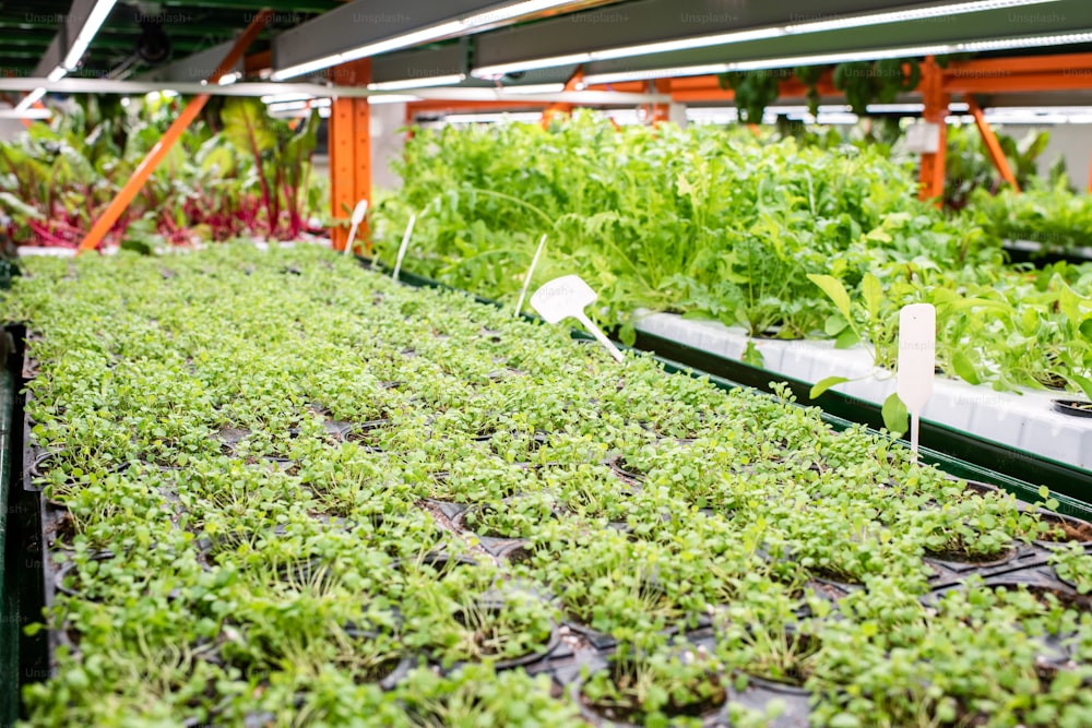 Macetas pequeñas con plántulas verdes de nuevos tipos de plantas hortícolas que crecen dentro de un gran invernadero