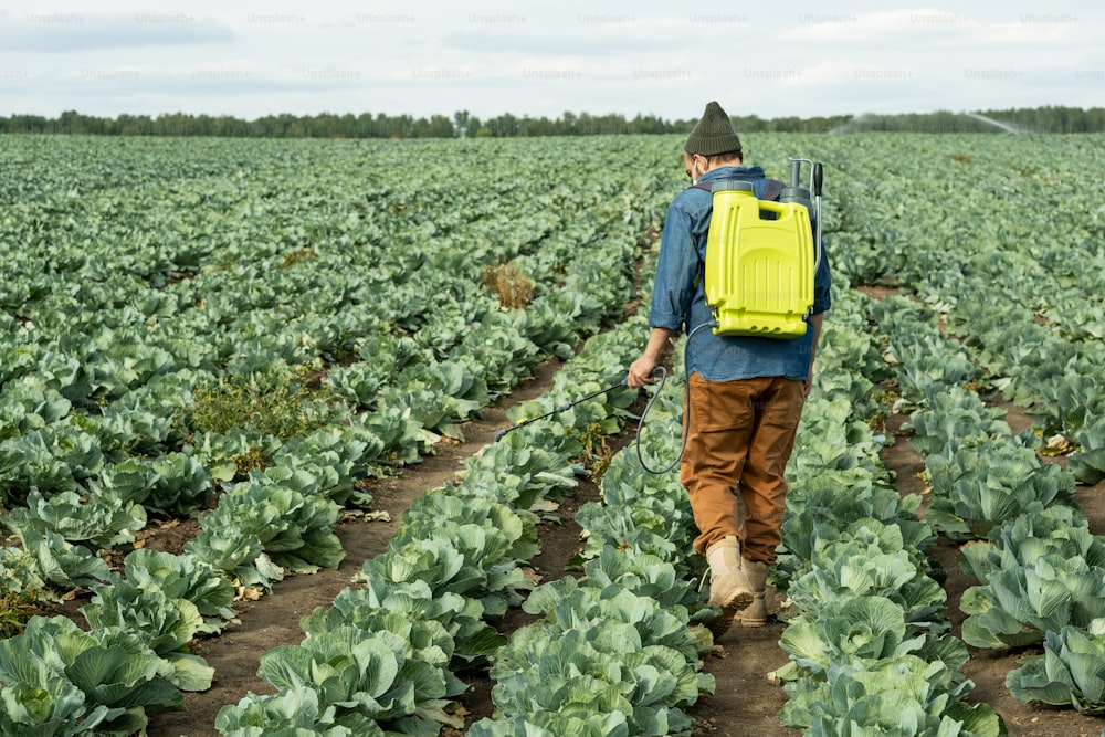 Rear view of agriculture worker with sprayer backpack spraying pesticides on cabbages to protect it from pests and weeds