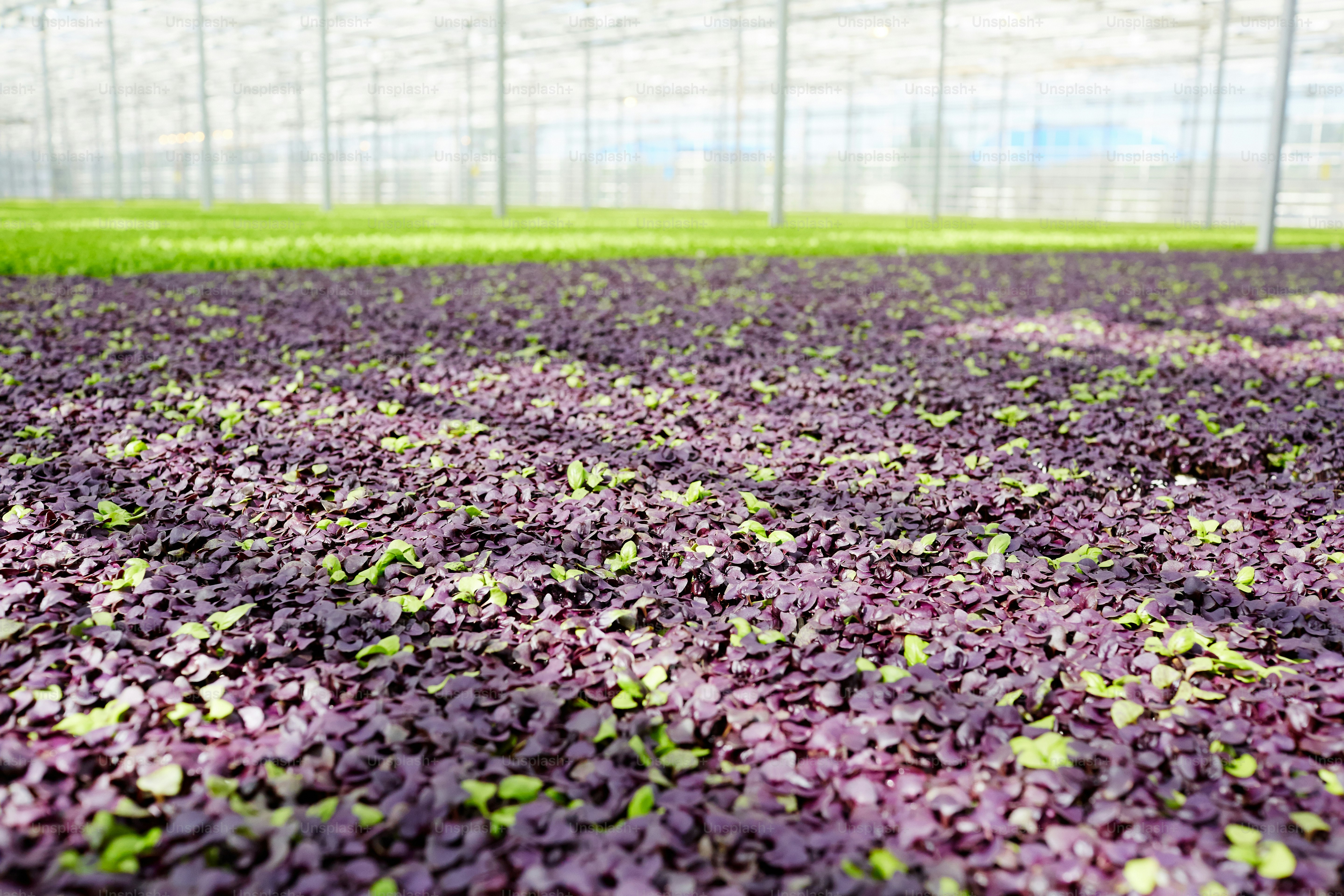 Plantación de plántulas de lechuga morada en un gran invernadero de una granja moderna