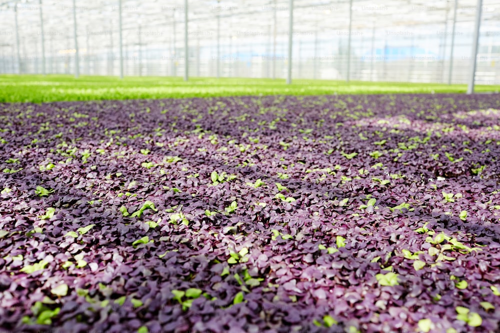 현대 농장의 대형 유리 온실에서 보라색 양상추 묘목 재배