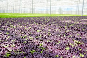 Plantation of purple lettuce seedlings in large glasshouse of modern farm