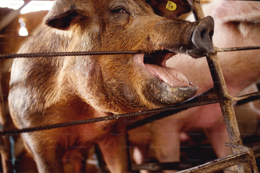 Pig biting bar at pig farm.