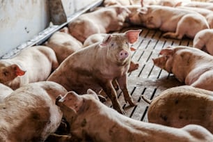The fed pigs are lying in pen. One curiously looks at the camera and sits. Livestock and farming business.