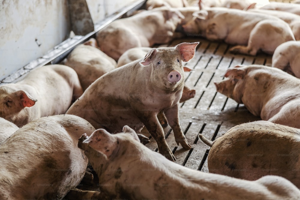 Les porcs nourris sont couchés dans un enclos. L’un d’eux regarde curieusement la caméra et s’assoit. Entreprise d’élevage et d’élevage.