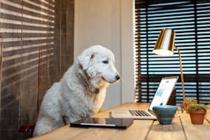 Chien blanc mignon assis sur le lieu de travail, travaillant sur des graphiques sur un ordinateur portable dans un bureau à domicile