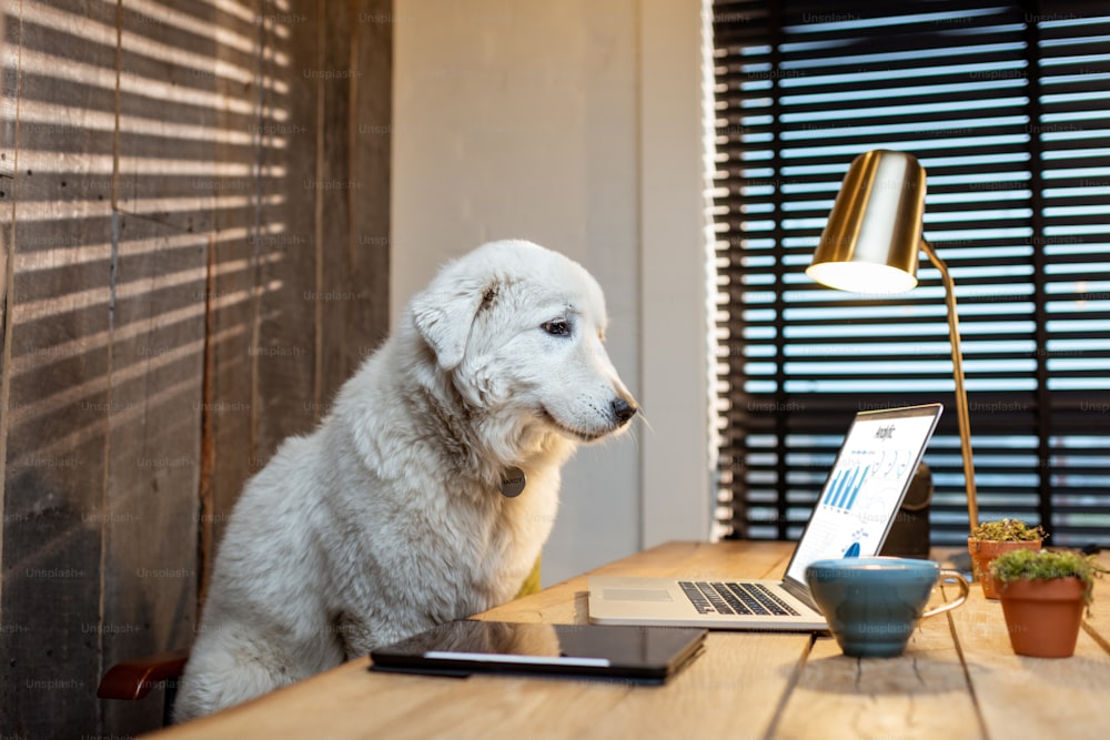 Cute white dog sitting at workplace, working on some charts on a laptop in home office
