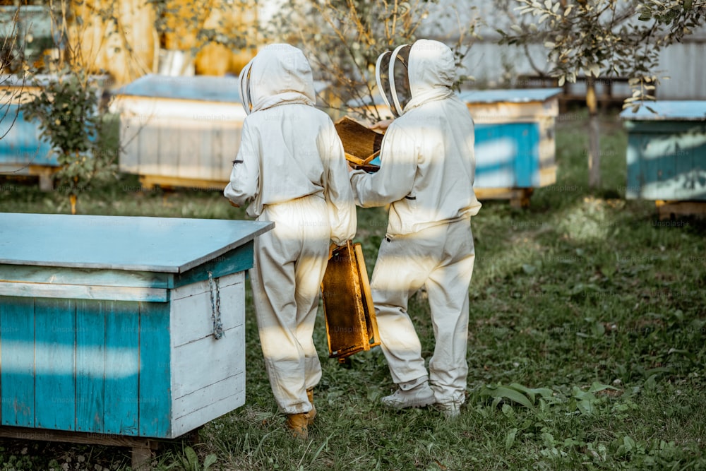 Two beekeepers in protective uniform walking with honeycombs while working on a traditional apiary. Back view