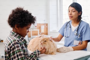 Preteen Black boy scratching chin of his fluffy ginger cat during health check-up in vet clinic