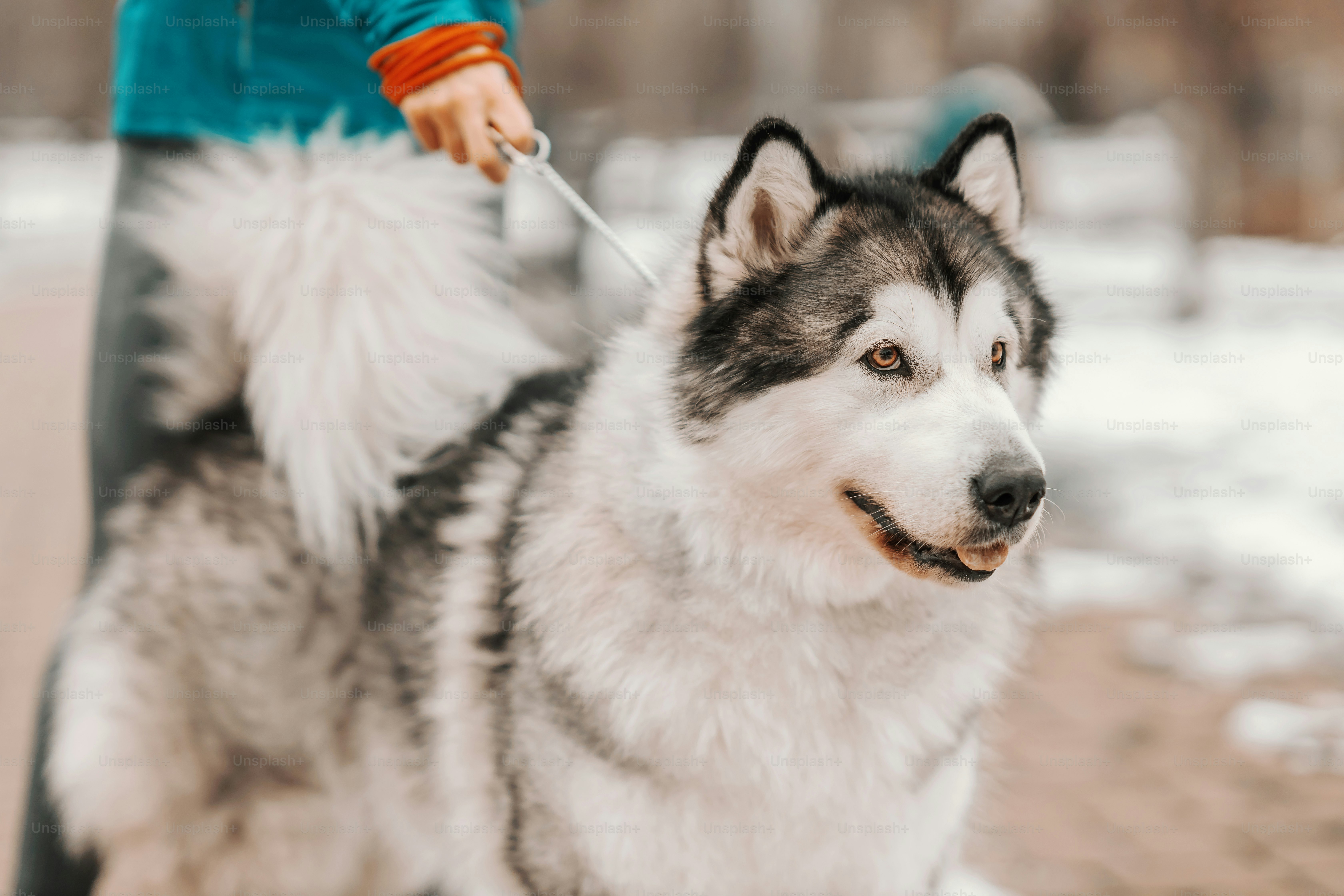 Cute dog on a leash. Dogs in a walk. Winter day