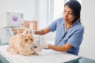 청진기를 사용하여 생강 고양이의 심장 박동과 숨소리를 듣고 동물 병원에서 일하는 히스패닉 여성