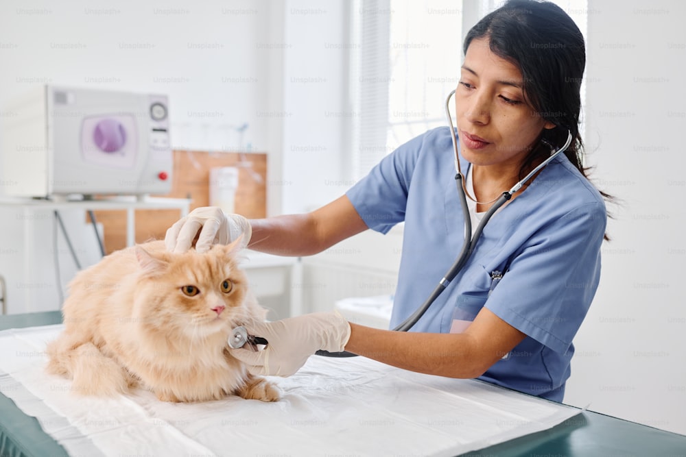 Hispanic woman working in veterinary clinic listening to heart beat and breath sounds of ginger cat using stethoscope
