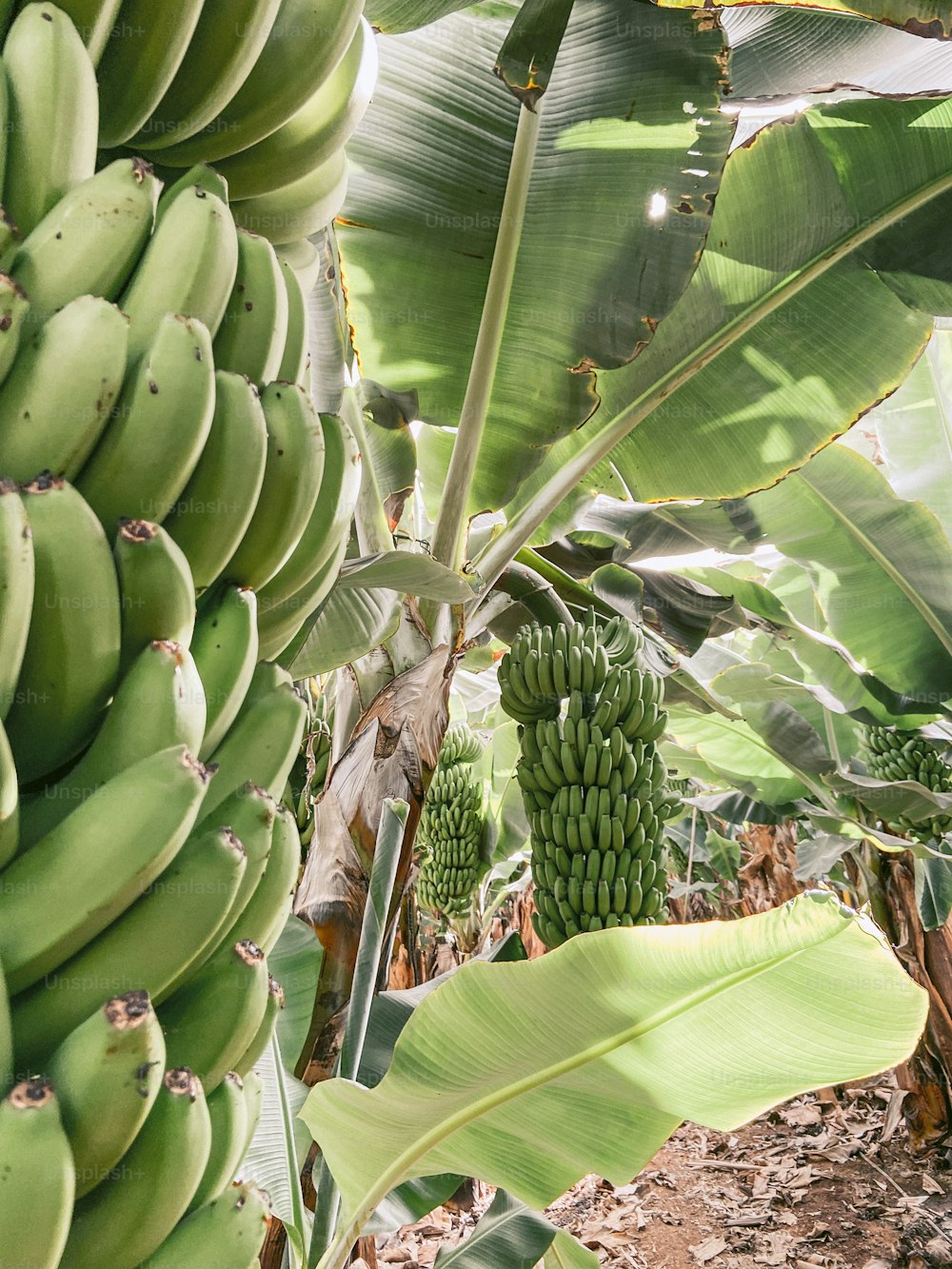 Mazzo maturo di banane verdi pronte per essere raccolte in crescita nella piantagione. Immagine scattata con il cellulare