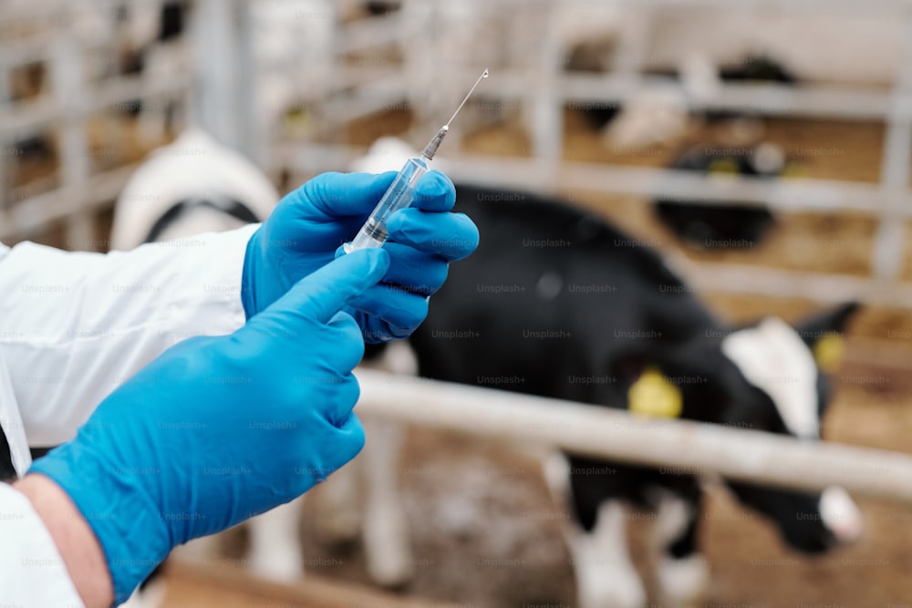 Nahaufnahme eines nicht erkennbaren Tierarztes in Latexhandschuhen, der die Spritze für die Impfung von Kühen auf dem Bauernhof vorbereitet