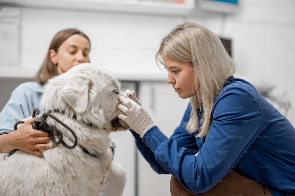 Female doctor removes the tick from the dog's snout in veterinarian clinic. Pet care.