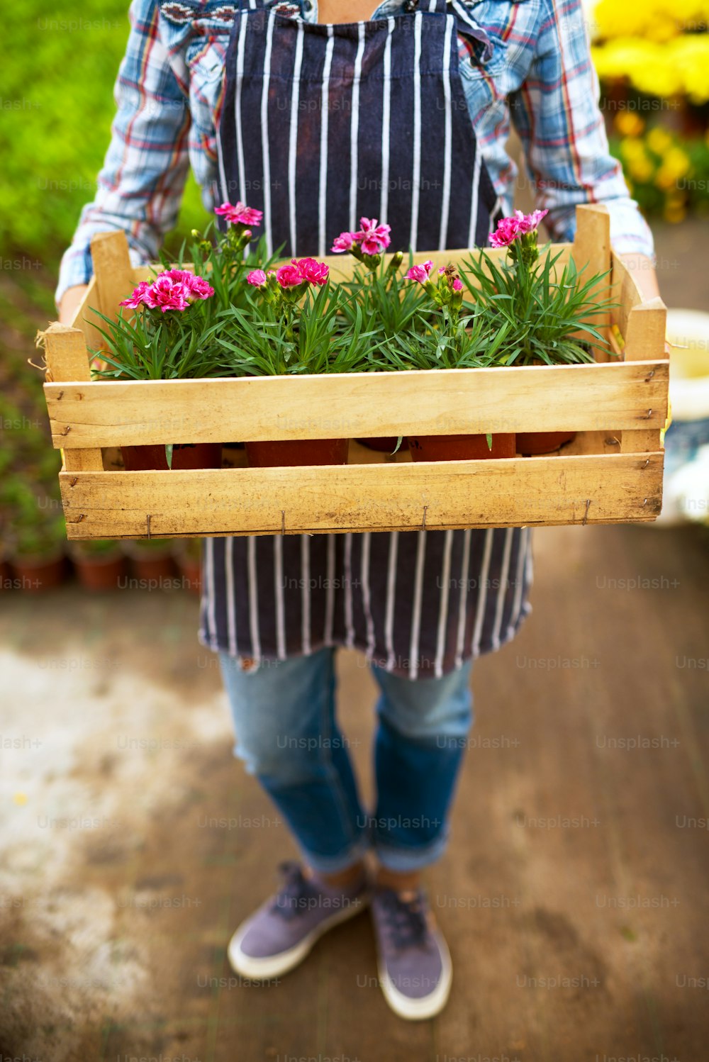 Close up of florist woman holding flowerpots with rose flowers in the wooden box.