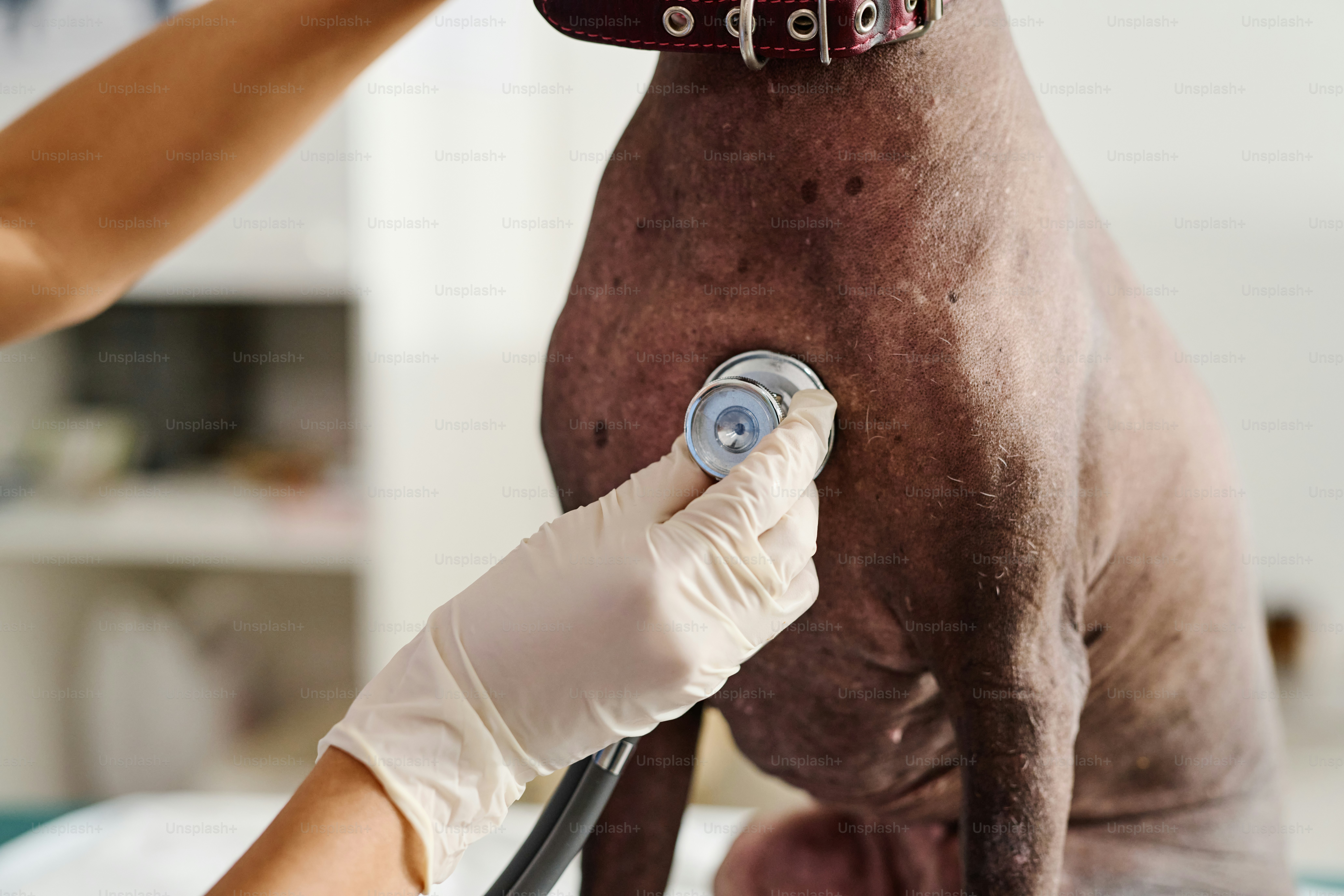 Close-up shot of unrecognizable vet using stethoscope to check inner body sounds of dog