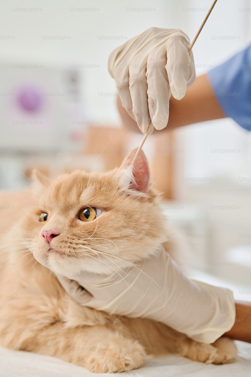 Medium close-up of unrecognizable vet wearing protective gloves using cotton bud to clean ginger cats ears