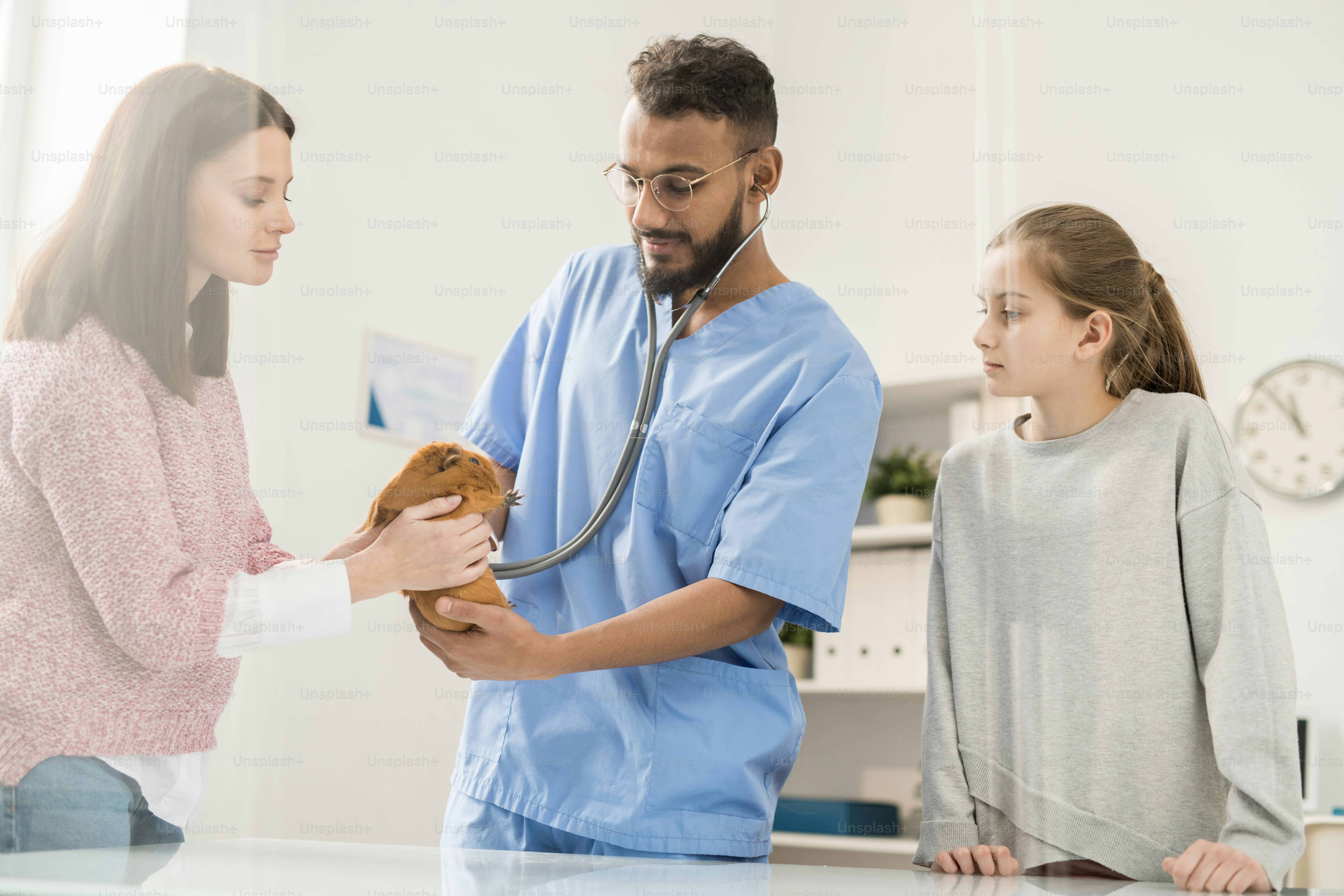 Young veterinarian holding guinea pig while pretty woman taking it back after medical examination