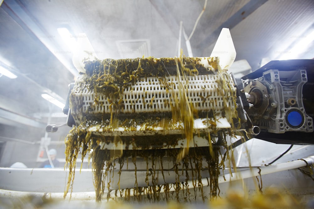 Seaweed is being processed in special machine before canning for sale