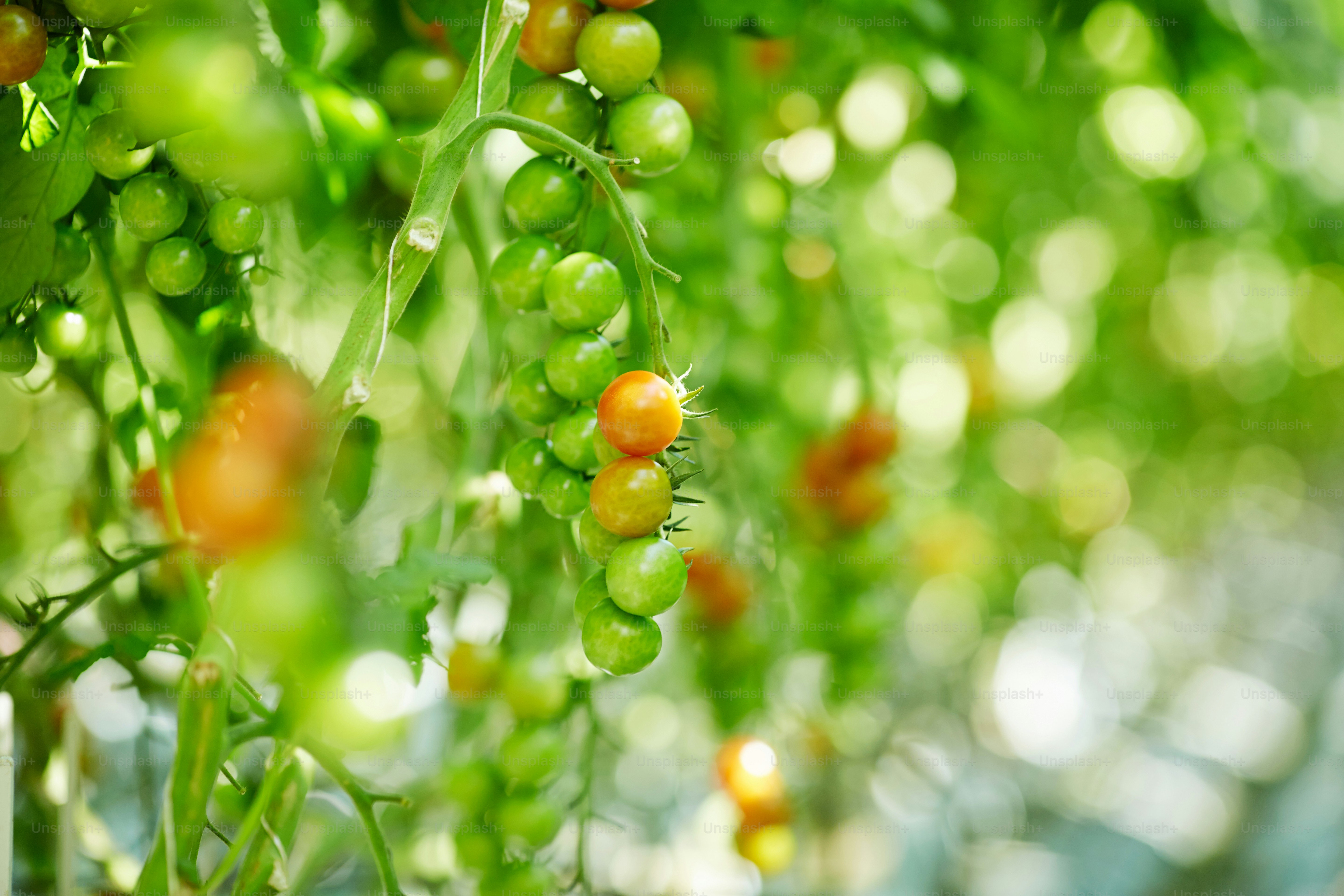 Paquete de tomates verdes colgados de ramas en invernadero contemporáneo