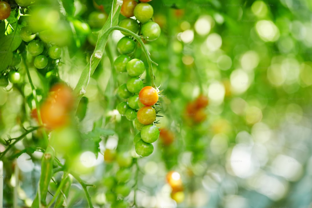 Packung unreifer Tomaten, die im modernen Gewächshaus an Ästen hängen