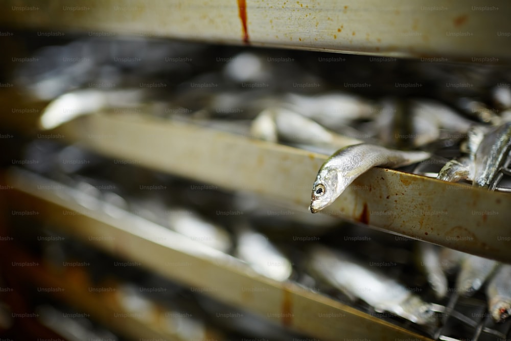 Pequeñas sardinas frescas listas para ser procesadas en una máquina industrial especial