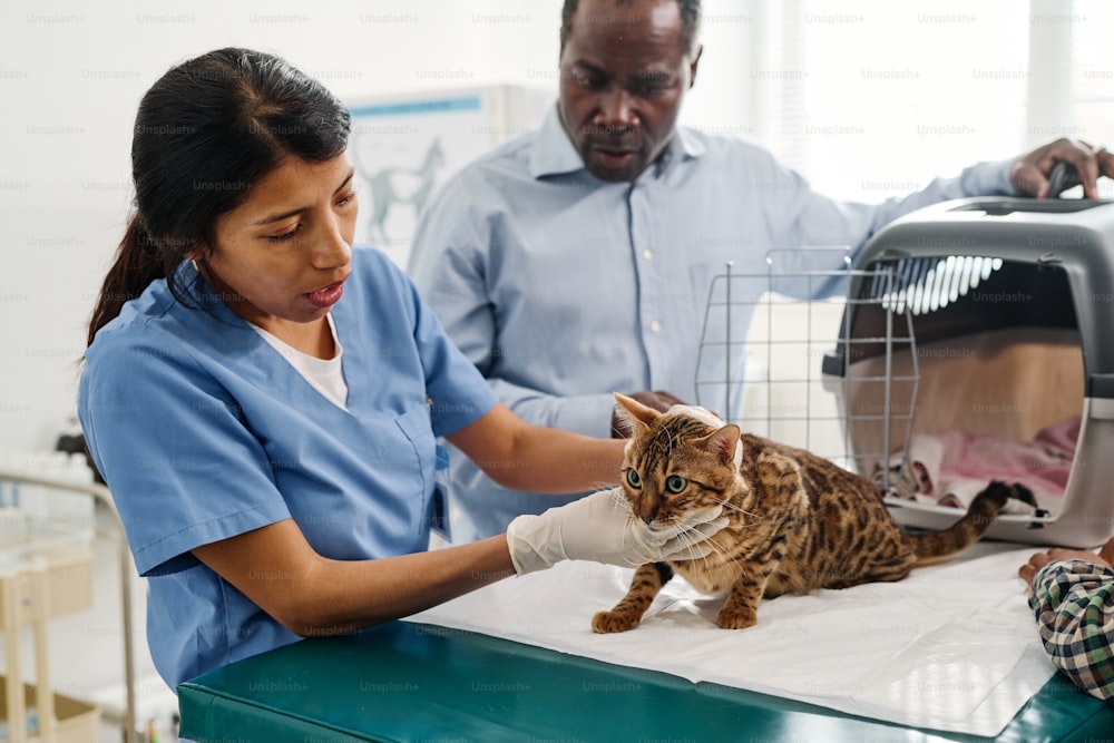 Senior African American man bringing scared bengal cat to professional vet for medical check up
