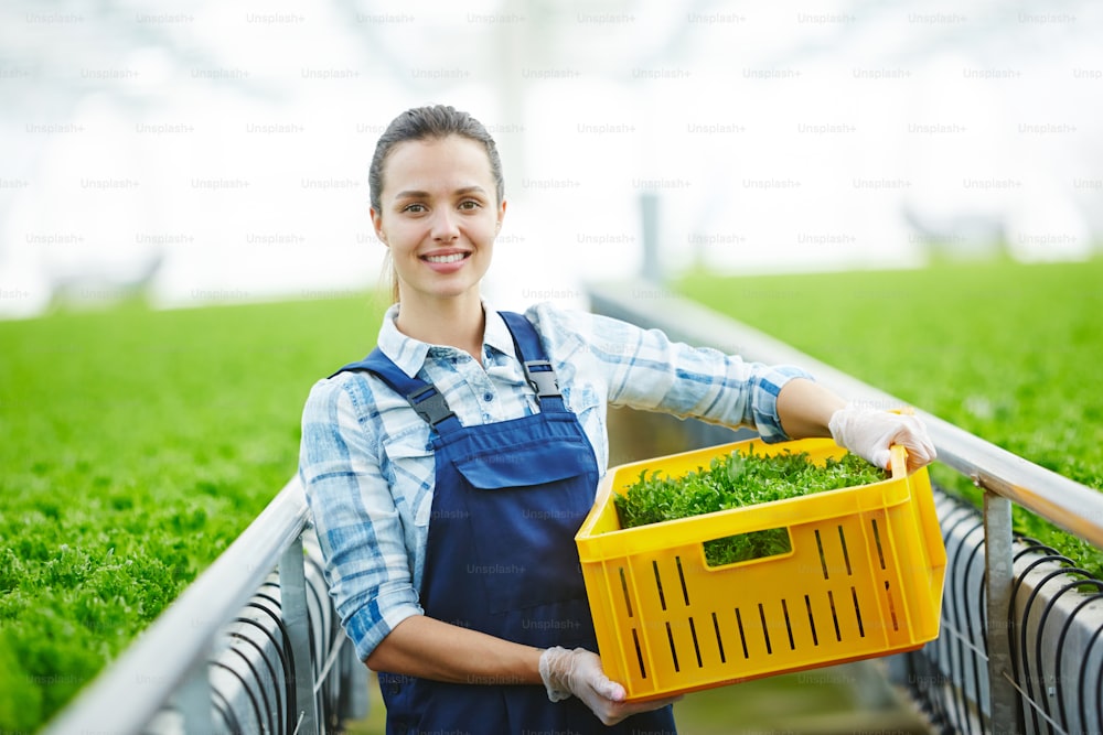 Young greenhouse worker in uniform looking at camera while carrying box with fresh lettuce
