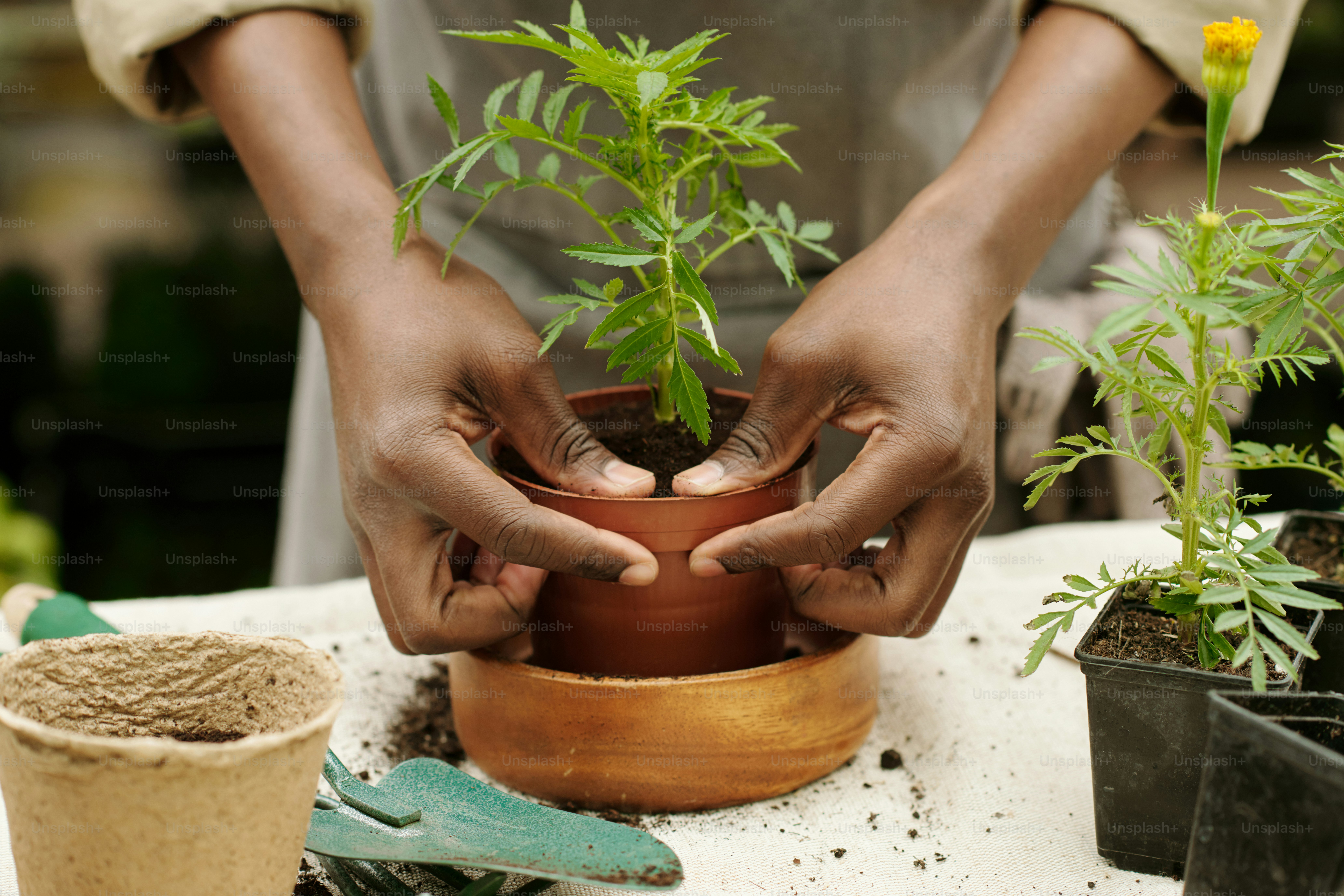 Close-up of professional florist fertilizing ground to plant green plant in pot at table