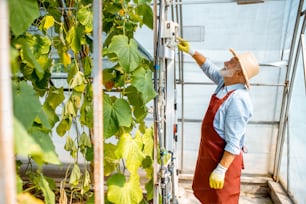 Älterer Mann wechselt das Bewässerungssystem im Gewächshaus mit Gurkenplantage auf einem kleinen landwirtschaftlichen Bauernhof